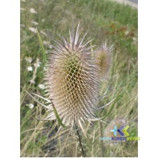 2003-31-07 Distel Coll. HKR (2)